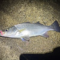 上げの河口で遊ぶ
