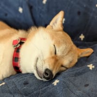 ＃17 ようやく初秋の11月。