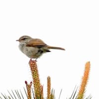 04/25探鳥記録写真：はまゆう公園の鳥たち（ウグイス、ホオジロ、ムクドリ、）