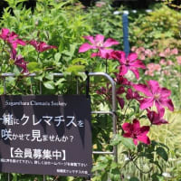 相模原麻溝公園の紫陽花