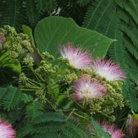 ネムノキの花