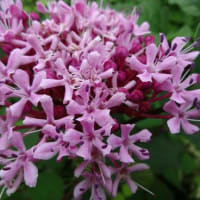 紫花伝（ボタンクサギ）