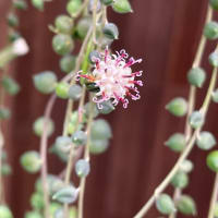 グリーンネックレスの花