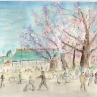 桜満開
