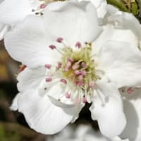 小次郎と春の草花－ナシ（梨）の花－