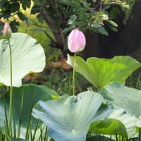 多々良沼公園　散策