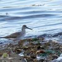 05/11探鳥記録写真：狩尾岬の鳥たち-2（キアシシギ三昧、）