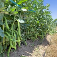 ファーベ 生食できるイタリアそら豆の出荷が始まりました