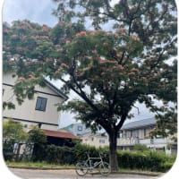 『合歓の木』…長泥の径