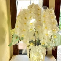 お供えの胡蝶蘭鉢５本立ち