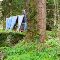  愛媛県大洲市、米津広岡 「金竜寺のイチョウ」（県指定）です！！
