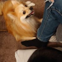 ツナマヨ継続