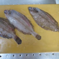 ヤナギカレイを捌く