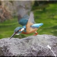 於大公園 ： 野鳥 ・ 翡翠 ・ カワセミ・・・フリー素材ブログ　カワセミ