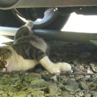 今日のねこ