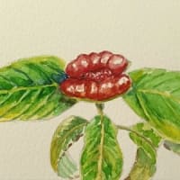 京都府立植物園　温室　サイコトリア・ペピギアナの絵