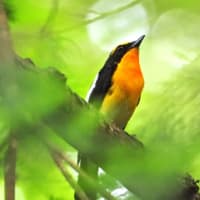 キビタキ　子育てが落ち着いたの？！