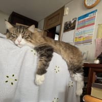 ニャン達よ、しばしの別れ ( in bangkok）