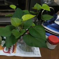 サツマイモのつる