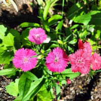 白猫のんちゃんは新しいルーティンを始めたようです