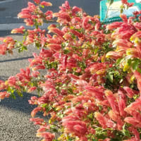 山法師が　山のように咲いてる♡
