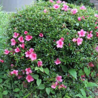 今年の「さつきの花付き」バラバラ。