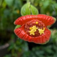 アートなお花たち