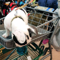 カートから落下！