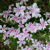 利根運河桜開花情報２０２４・０４・１９　８時過ぎ　と　庭に咲く花