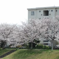 桜植えるバカ？