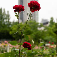 靭（ウツボ）公園へ行ってバラを観て来たらしい----------　大阪の家人投稿