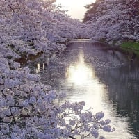 弘前公園満開夜桜