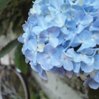 ６月のランドナー