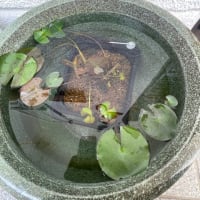 針子誕生