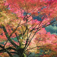 老木の紅葉（日南市）