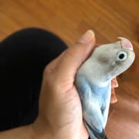 我が家のボタン🦜