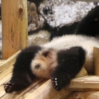 サヨナラ和歌山のパンダ