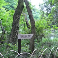 明治神宮御苑　　明治天皇ゆかりの由緒ある花菖蒲苑　　　1
