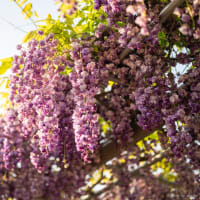 藤の花II