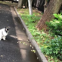 散歩途中の花