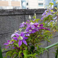 栽培中の辛味大根がほぼ全滅です。