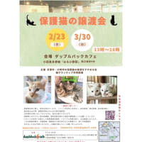 2/23(日)麻生区はるひ野にて保護猫譲渡会開催