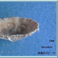 コウダカカラマツガイ