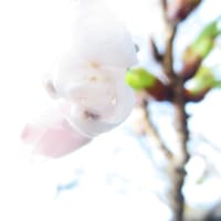今から咲きますよ「初桜」