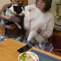モンターニャでワンちゃんケーキ