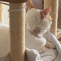 猫のいる生活　完結その2