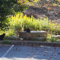 秋の公園と複雑な気持ち