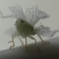 クサカゲロウの幼虫