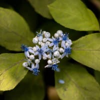 筥崎宮花庭園の百合と紫陽花