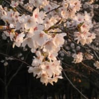 桜前線が北上！　広島・太田川沿いの満開の桜、川辺では大勢の観光客で賑っていました。